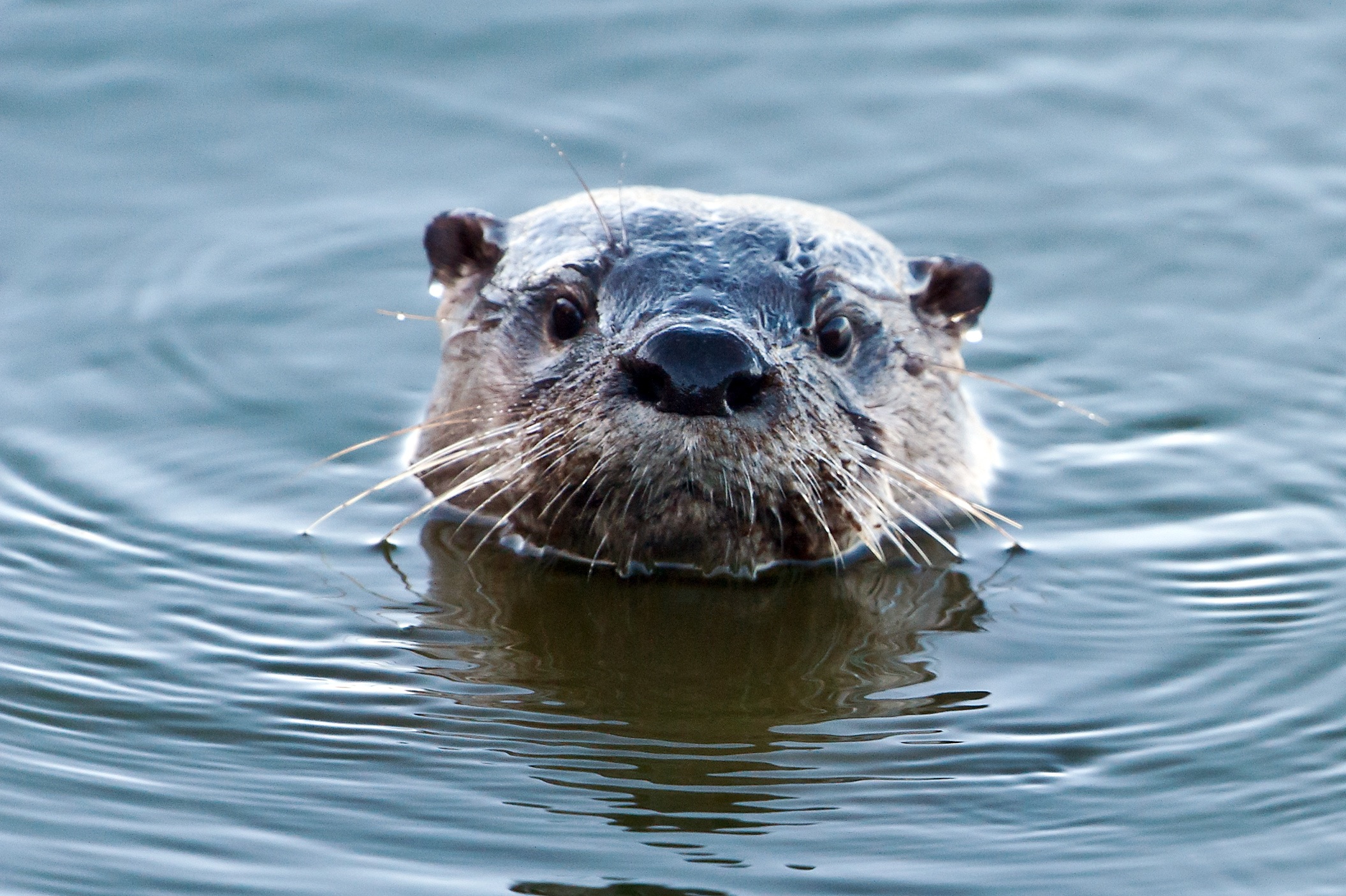 otter